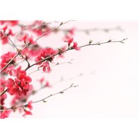 Цветущая веточка - Фотообои цветы|сакура