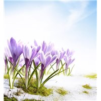 Крокусы на снегу - Фотообои цветы|подснежники и крокусы
