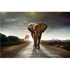 Картина на холсте по фото Модульные картины Печать портретов на холсте Дорога домой - Фотообои Животные|слоны