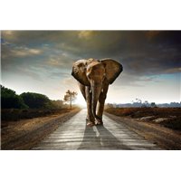 Портреты картины репродукции на заказ - Дорога домой - Фотообои Животные|слоны