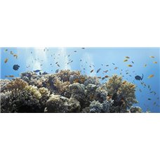 Картина на холсте по фото Модульные картины Печать портретов на холсте Рыбки и кораллы - Фотообои Море|подводный мир