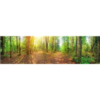 Лесная дорога - Фотообои природа|лес