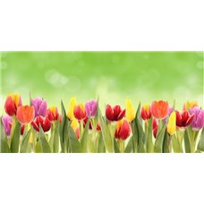 Картина на холсте по фото Модульные картины Печать портретов на холсте Клумба разноцветных тюльпанов - Фотообои цветы|тюльпаны