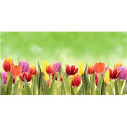 Клумба разноцветных тюльпанов - Фотообои цветы|тюльпаны - Модульная картины, Репродукции, Декоративные панно, Декор стен