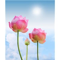 Розовые лотосы - Фотообои цветы|лотосы