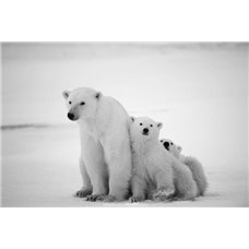 Картина на холсте по фото Модульные картины Печать портретов на холсте Белые полярные медведи - Фотообои Животные|медведи