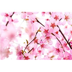 Розовые соцветия - Фотообои цветы|цветущие деревья - Модульная картины, Репродукции, Декоративные панно, Декор стен