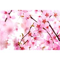 Портреты картины репродукции на заказ - Розовые соцветия - Фотообои цветы|цветущие деревья