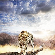 Картина на холсте по фото Модульные картины Печать портретов на холсте Леопард на ветке - Фотообои Животные|леопарды
