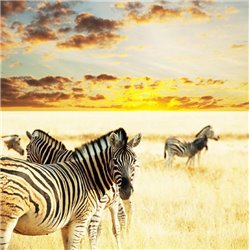 Зебры на закате - Фотообои Животные|лошади - Модульная картины, Репродукции, Декоративные панно, Декор стен