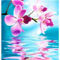 Отражение - Фотообои цветы|орхидеи