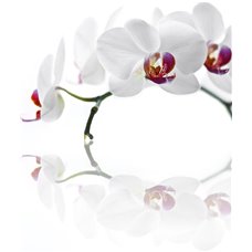 Картина на холсте по фото Модульные картины Печать портретов на холсте Белая орхидея - Фотообои цветы|орхидеи