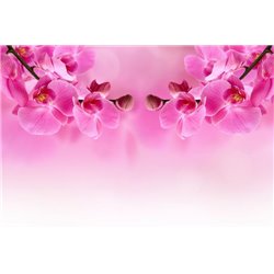 Розовая орхидея - Фотообои цветы|орхидеи - Модульная картины, Репродукции, Декоративные панно, Декор стен
