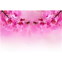 Портреты картины репродукции на заказ - Розовая орхидея - Фотообои цветы|орхидеи