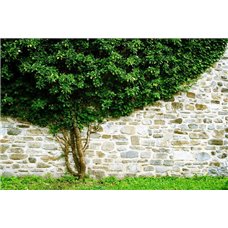 Картина на холсте по фото Модульные картины Печать портретов на холсте Каменная стена - Фотообои природа|деревья и травы