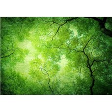 Картина на холсте по фото Модульные картины Печать портретов на холсте Зелёные деревья - Фотообои природа|деревья и травы