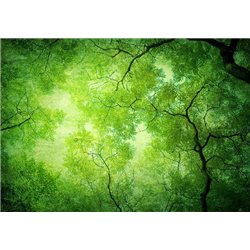 Зелёные деревья - Фотообои природа|деревья и травы - Модульная картины, Репродукции, Декоративные панно, Декор стен
