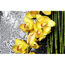 Картина на холсте по фото Модульные картины Печать портретов на холсте Бамбук и орхидея - Фотообои цветы|орхидеи