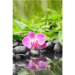 Цветочек орхидеи - Фотообои цветы|орхидеи - Модульная картины, Репродукции, Декоративные панно, Декор стен