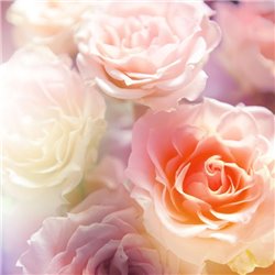 Нежные розы - Фотообои цветы|розы - Модульная картины, Репродукции, Декоративные панно, Декор стен