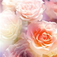 Портреты картины репродукции на заказ - Нежные розы - Фотообои цветы|розы