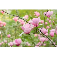 Цветение - Фотообои цветы|цветущие деревья