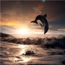 Картина на холсте по фото Модульные картины Печать портретов на холсте Дельфин - Фотообои Животные|морской мир