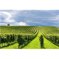 Виноградники - Фотообои природа|поля