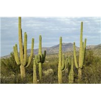 Кактусы - Фотообои природа|пустыня