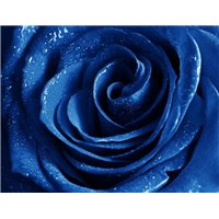 Портреты картины репродукции на заказ - Синяя роза - Фотообои цветы|розы
