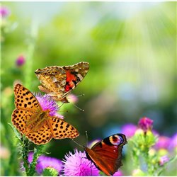 Бабочки - Фотообои Животные - Модульная картины, Репродукции, Декоративные панно, Декор стен