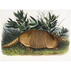 Девятипоясной броненосец