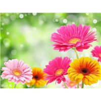 Разноцветные герберы - Фотообои цветы|герберы