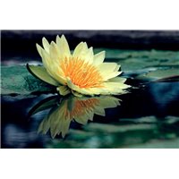 Желтая кувшинка - Фотообои цветы|кувшинки