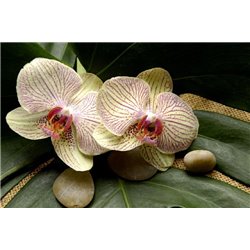 Желтые цветы орхидеи - Фотообои цветы|орхидеи - Модульная картины, Репродукции, Декоративные панно, Декор стен
