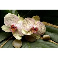 Портреты картины репродукции на заказ - Желтые цветы орхидеи - Фотообои цветы|орхидеи