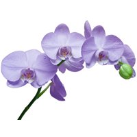 Портреты картины репродукции на заказ - Веточка сиреневой орхидеи - Фотообои цветы|орхидеи