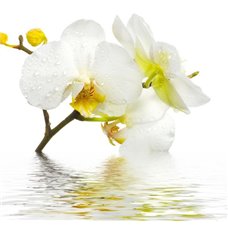 Картина на холсте по фото Модульные картины Печать портретов на холсте Орхидея в воде - Фотообои цветы|орхидеи
