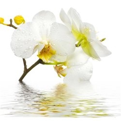 Орхидея в воде - Фотообои цветы|орхидеи - Модульная картины, Репродукции, Декоративные панно, Декор стен