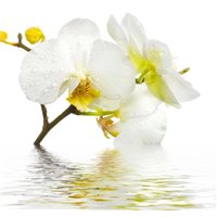 Портреты картины репродукции на заказ - Орхидея в воде - Фотообои цветы|орхидеи
