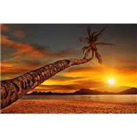 Пальма на фоне заката - Фотообои Закаты и рассветы