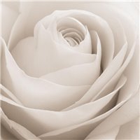 Портреты картины репродукции на заказ - Бутон белой розы - Фотообои цветы|розы