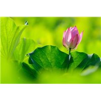Лилия - Фотообои цветы|кувшинки