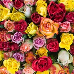 Шикарные розы - Фотообои цветы|розы - Модульная картины, Репродукции, Декоративные панно, Декор стен