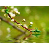 Ветвь в воде - Фотообои цветы|цветущие деревья