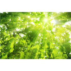 Лучи солнца - Фотообои природа|деревья и травы - Модульная картины, Репродукции, Декоративные панно, Декор стен