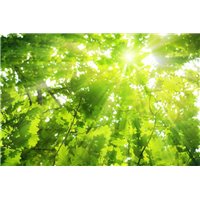 Лучи солнца - Фотообои природа|деревья и травы