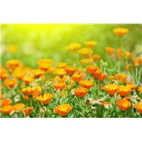 Календула - Фотообои цветы