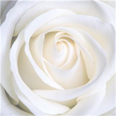 Картина на холсте по фото Модульные картины Печать портретов на холсте Бутон белой розы - Фотообои цветы|розы