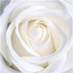 Бутон белой розы - Фотообои цветы|розы - Модульная картины, Репродукции, Декоративные панно, Декор стен